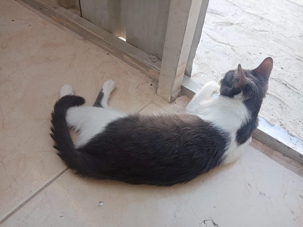 لوسي