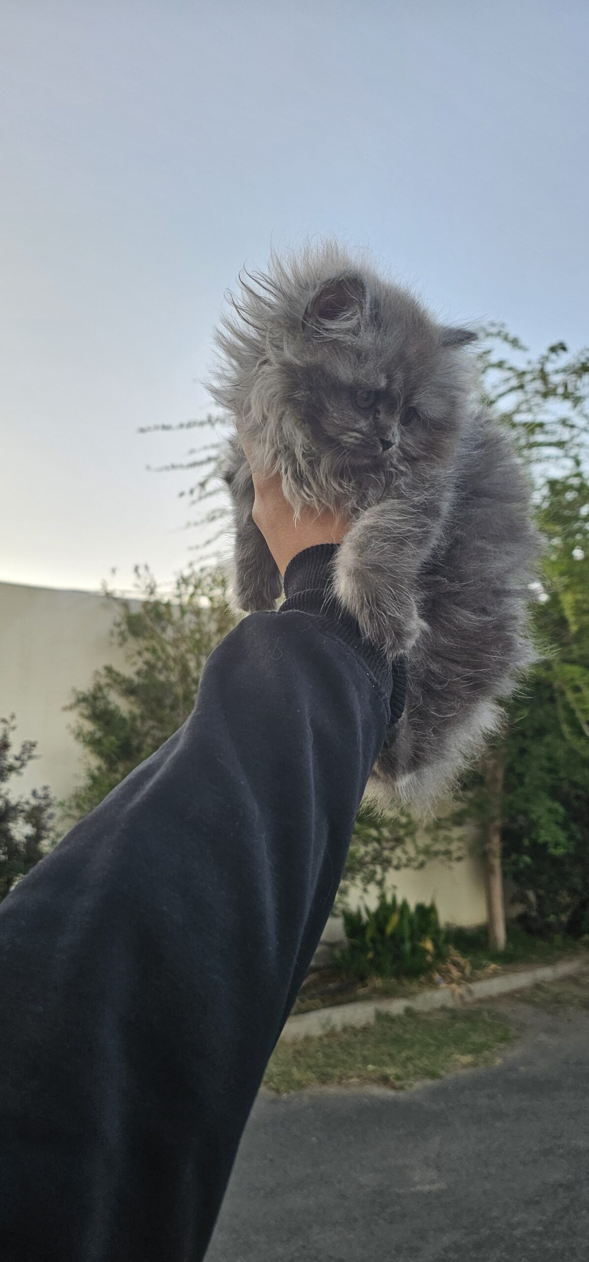 بي بي