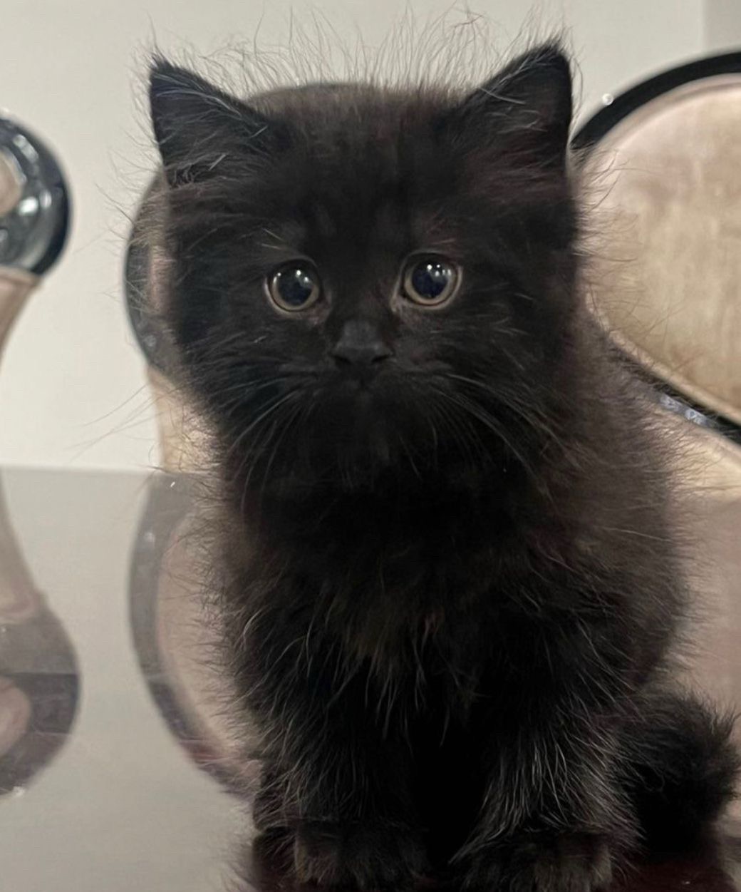 Kitty