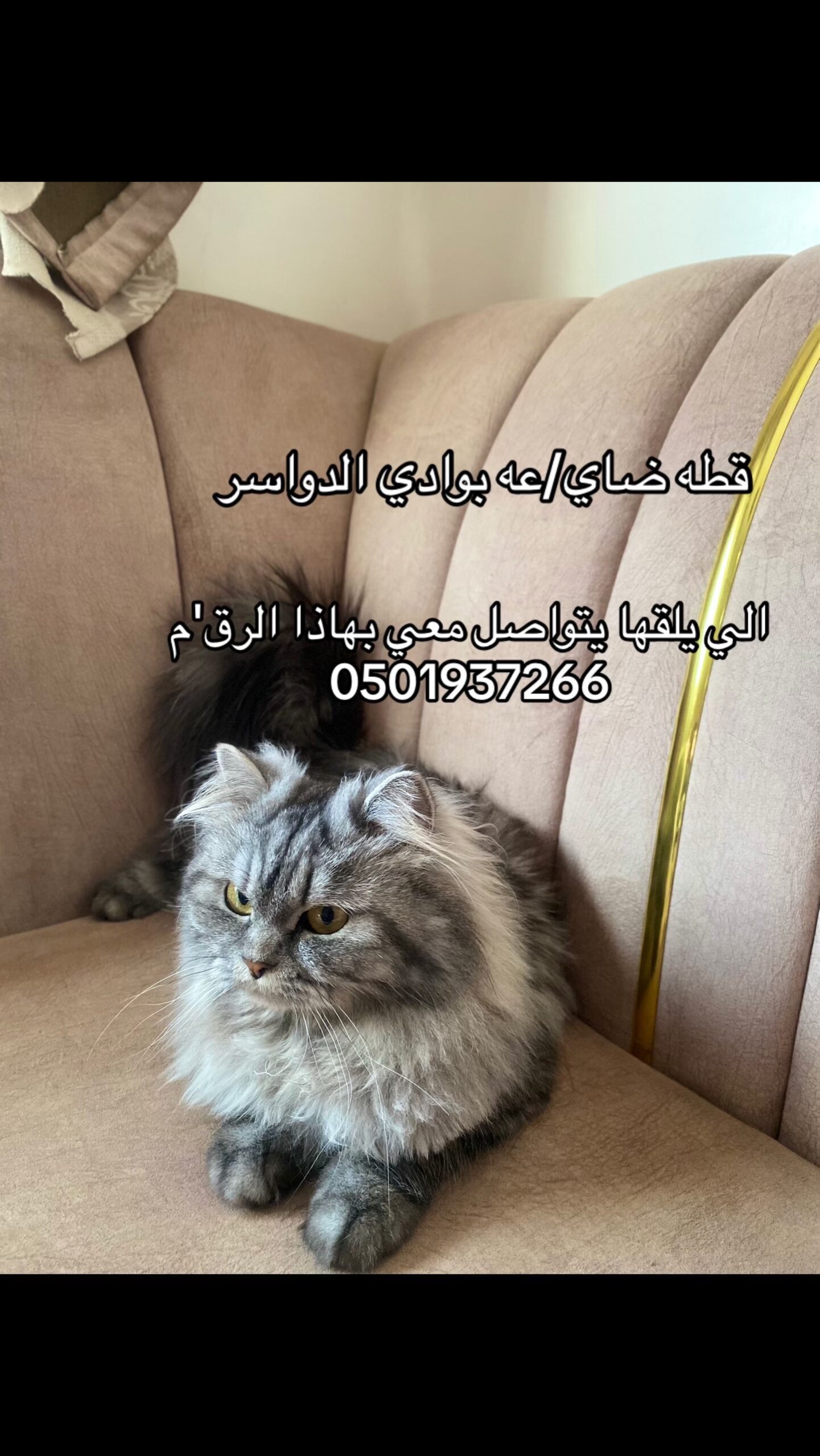 قطه ضايعه بوادي الدواسر
