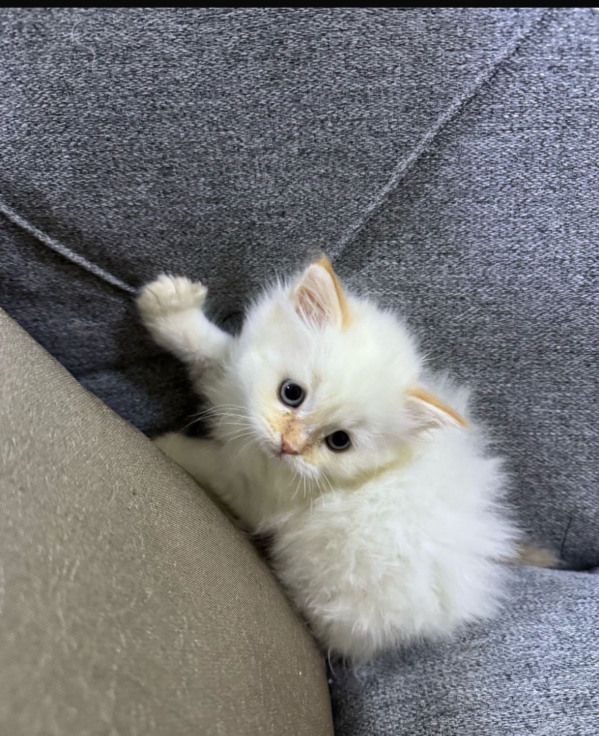 Lily