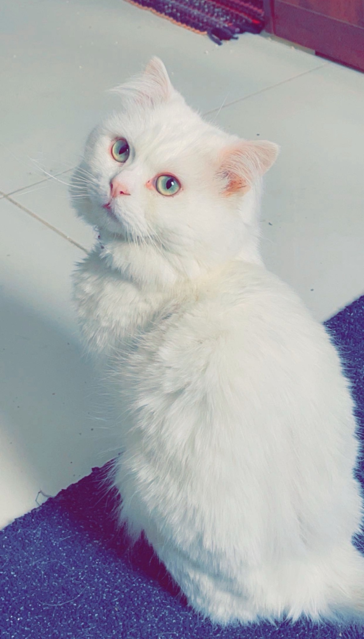 باترك