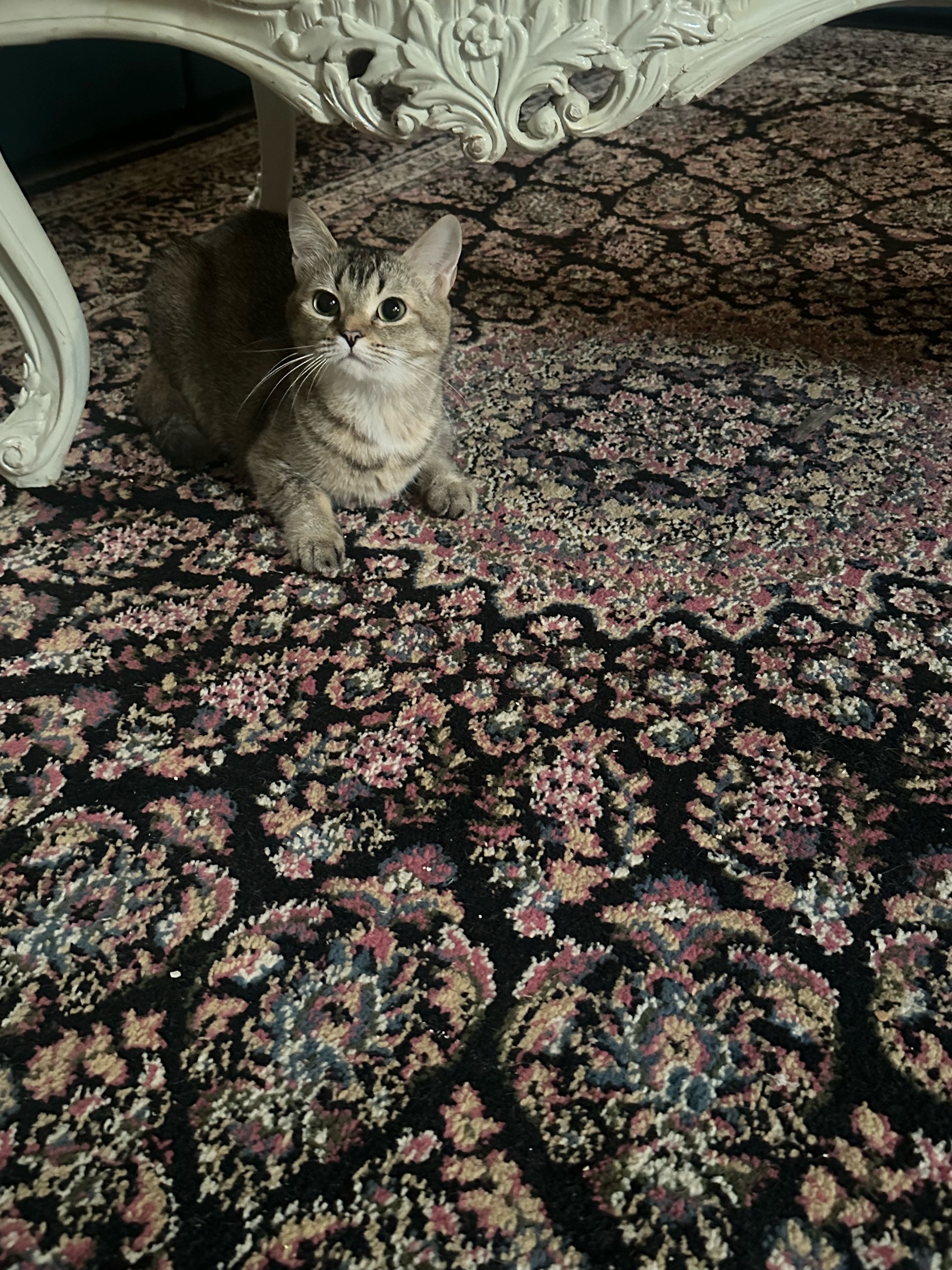 لوسي