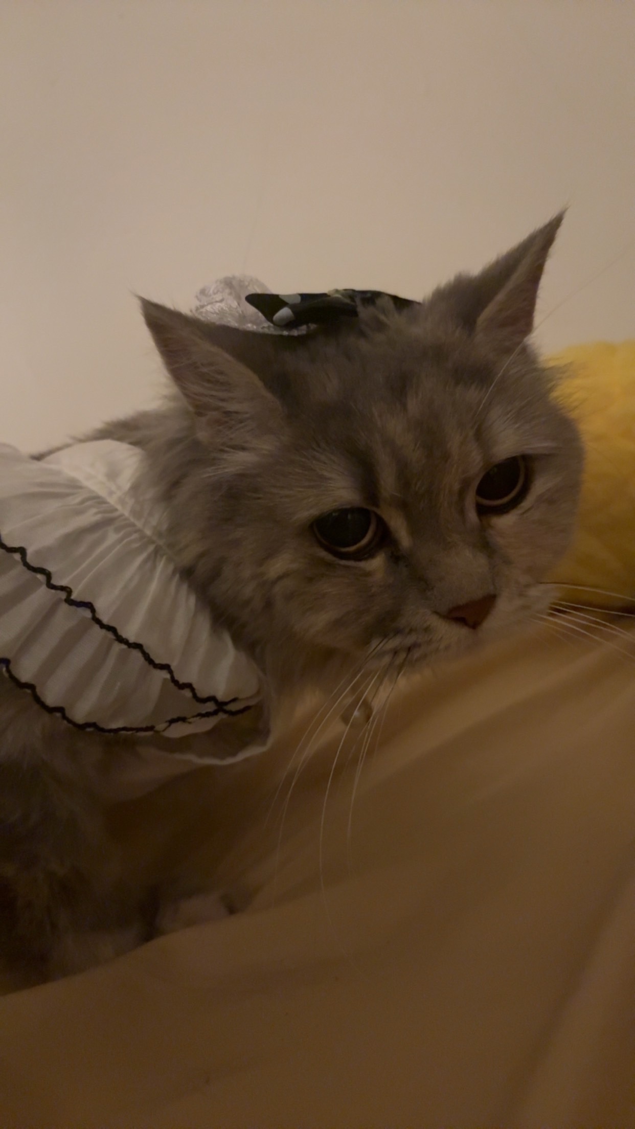 سلفر وهني