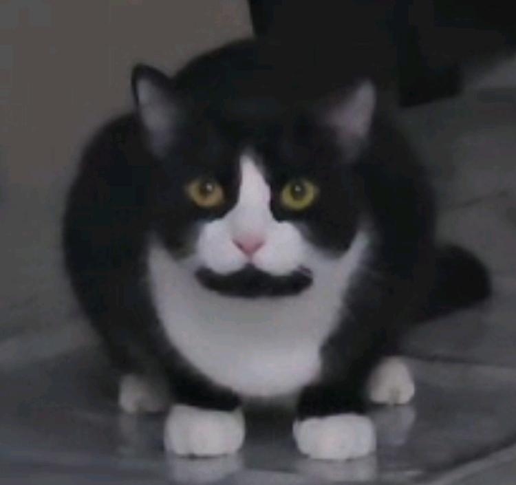 نيني