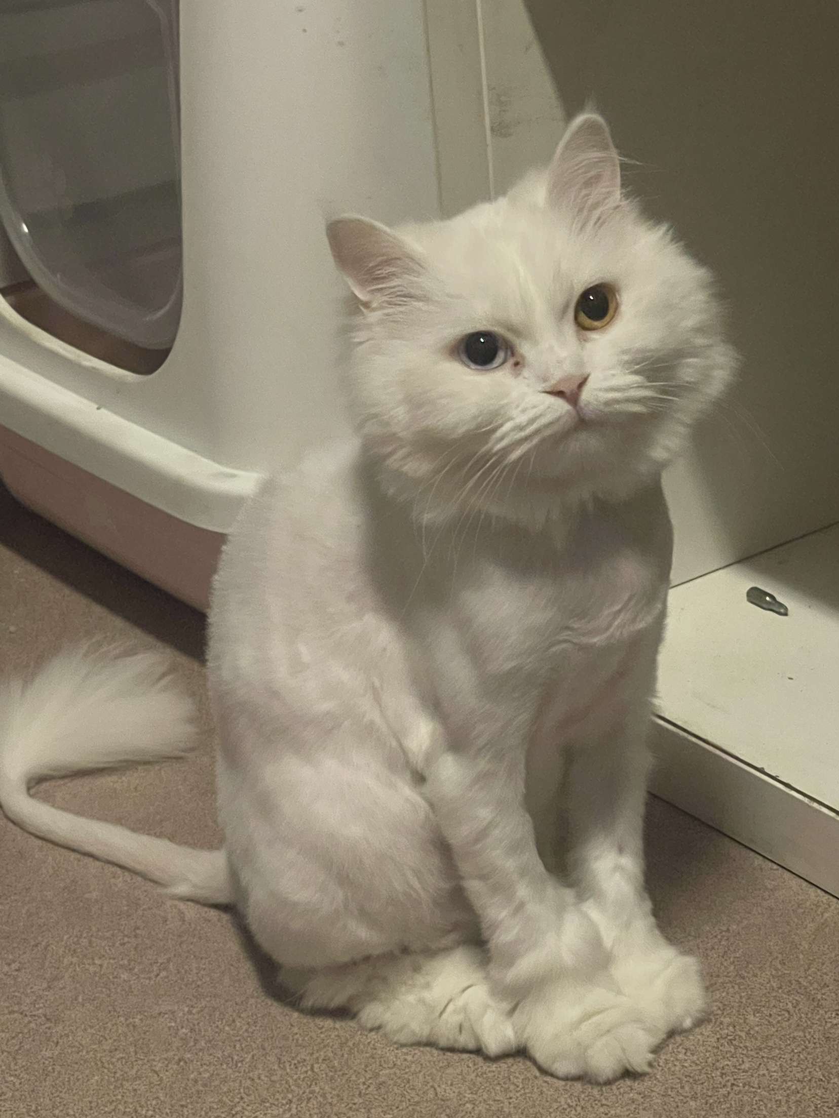 ليلو