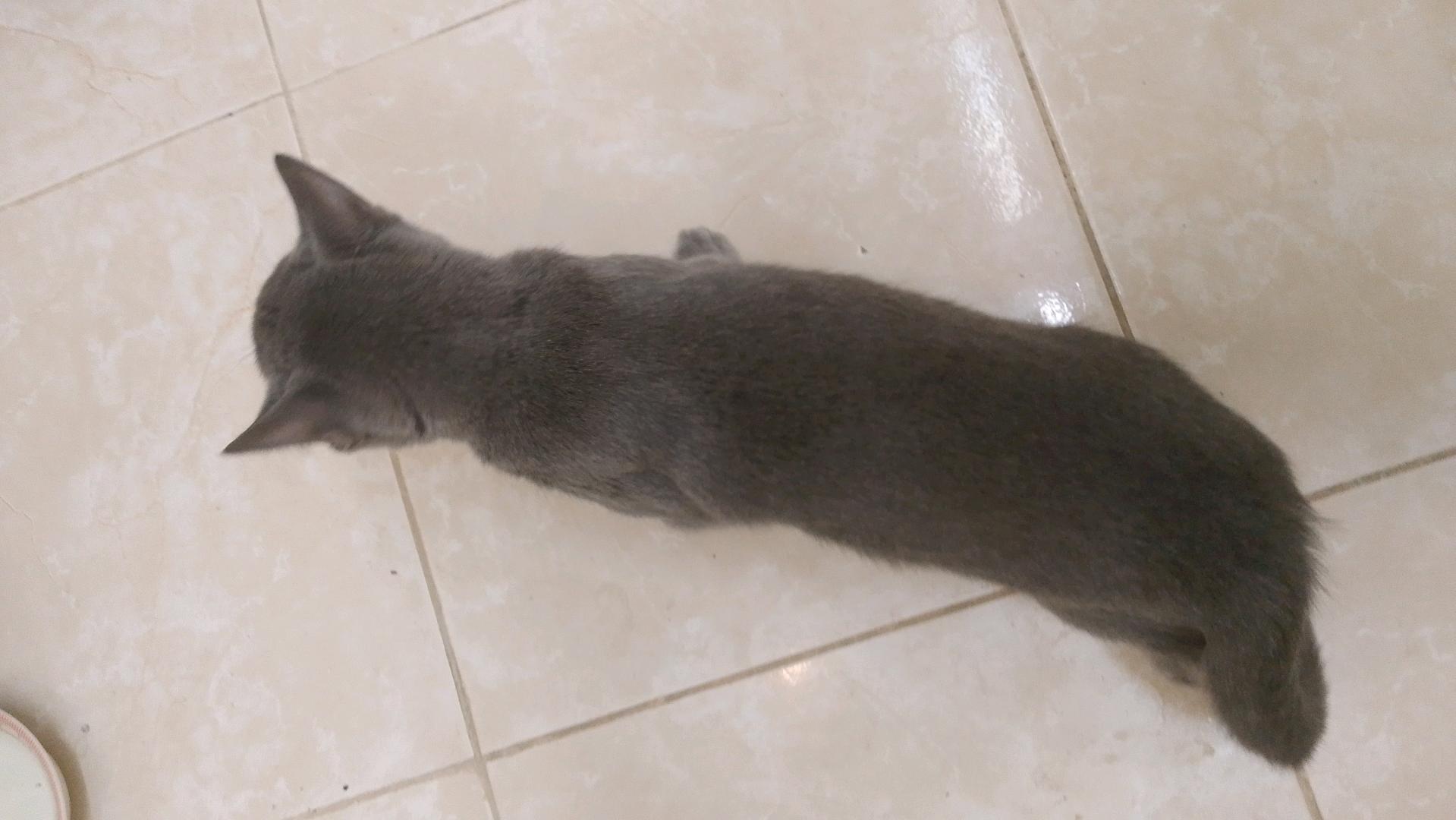 قطه