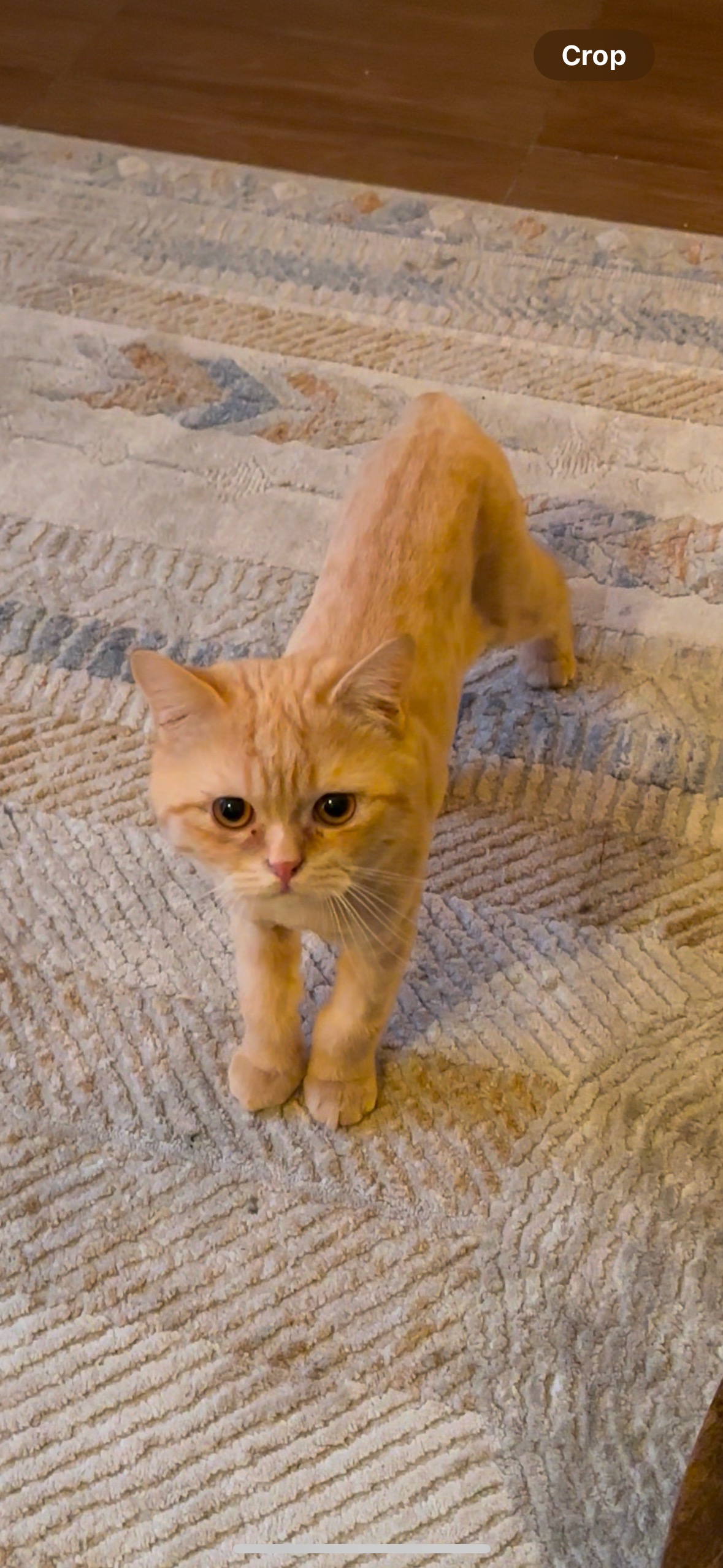 Koko