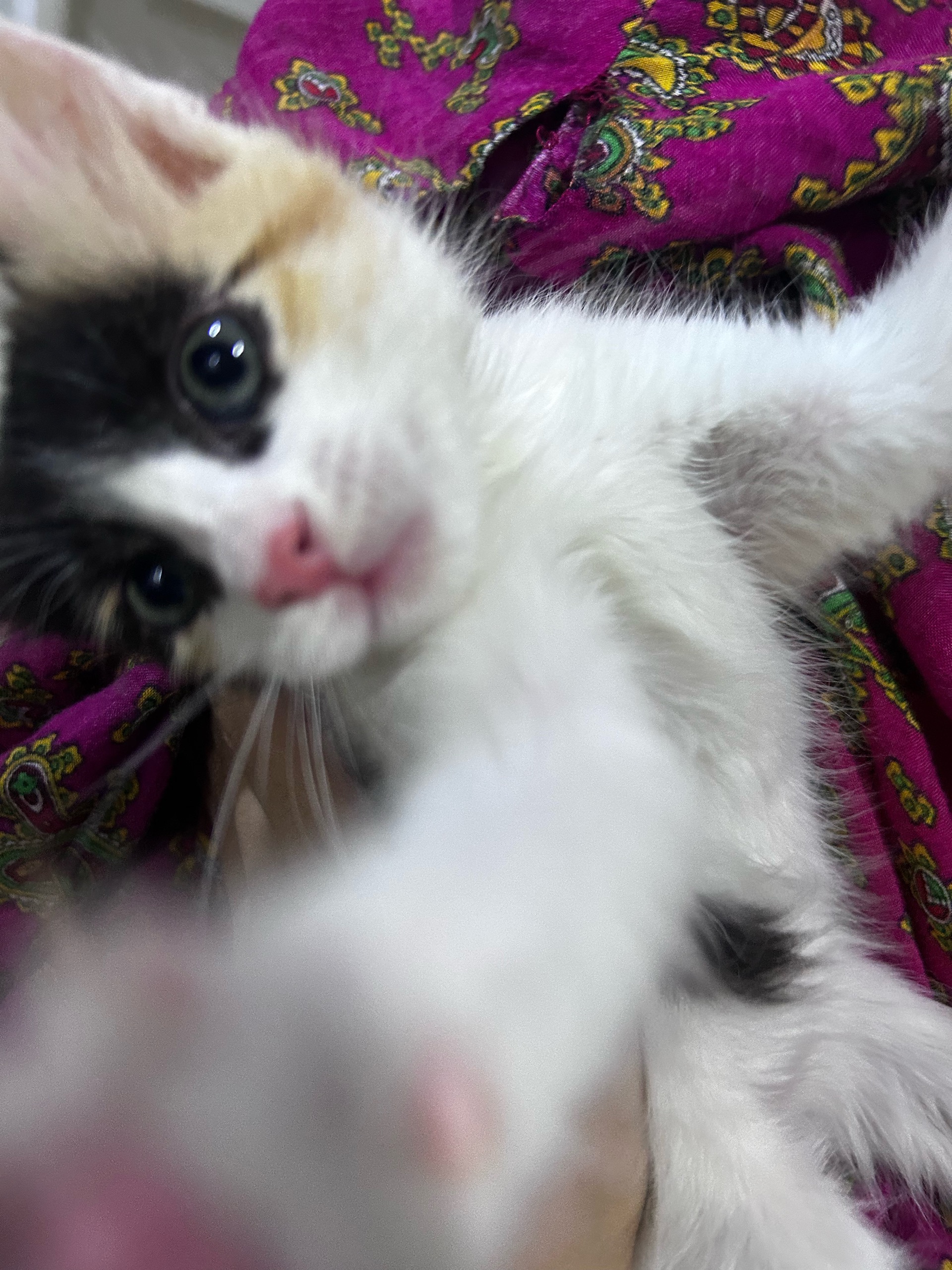 Lulu