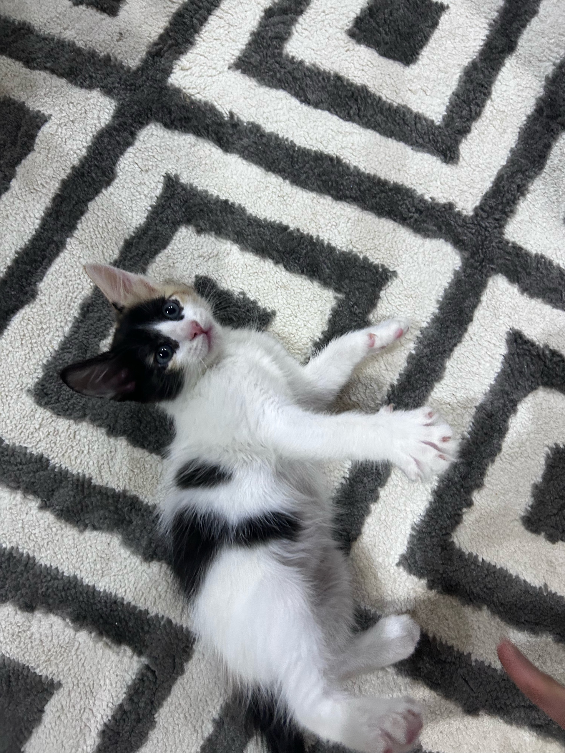 Lulu