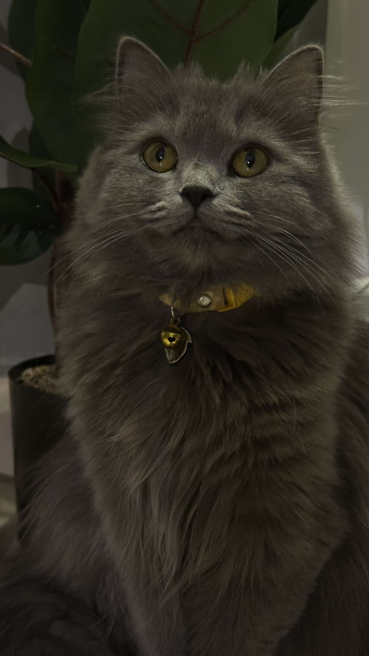 سويده