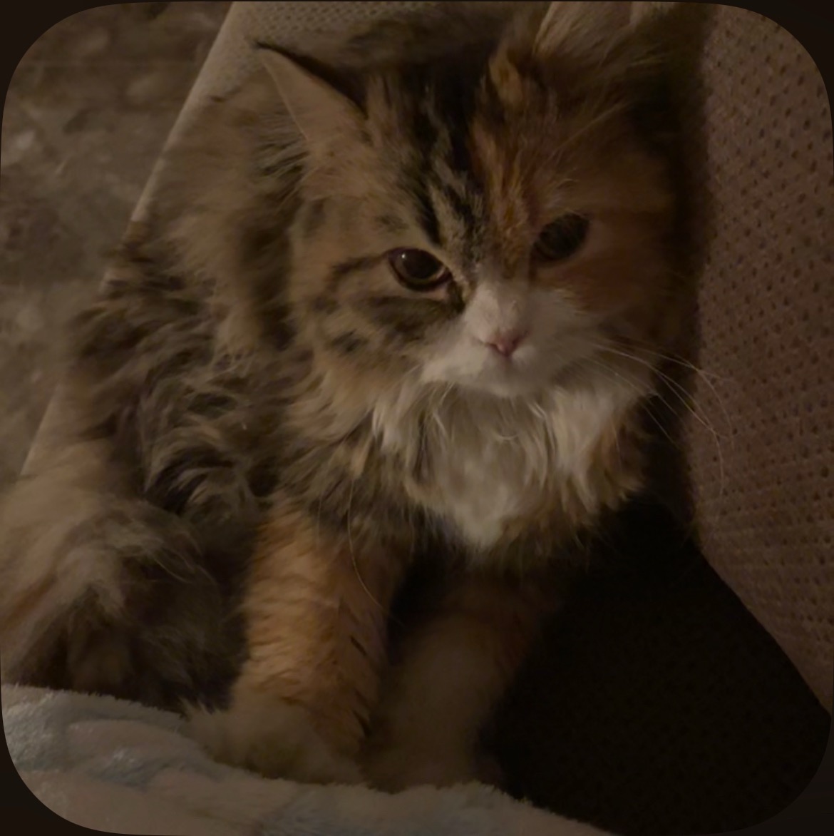 Koki