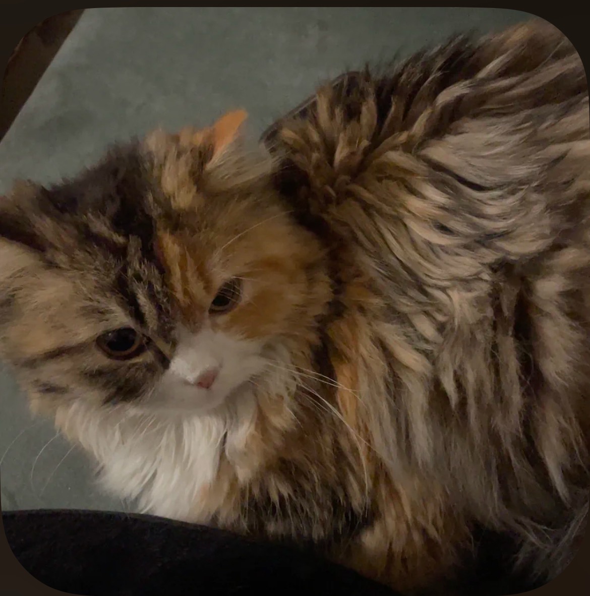 Koki