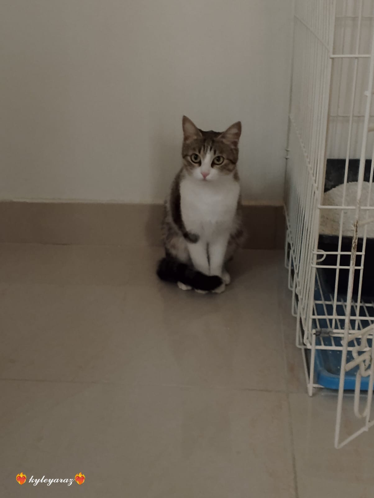 سويّـر
