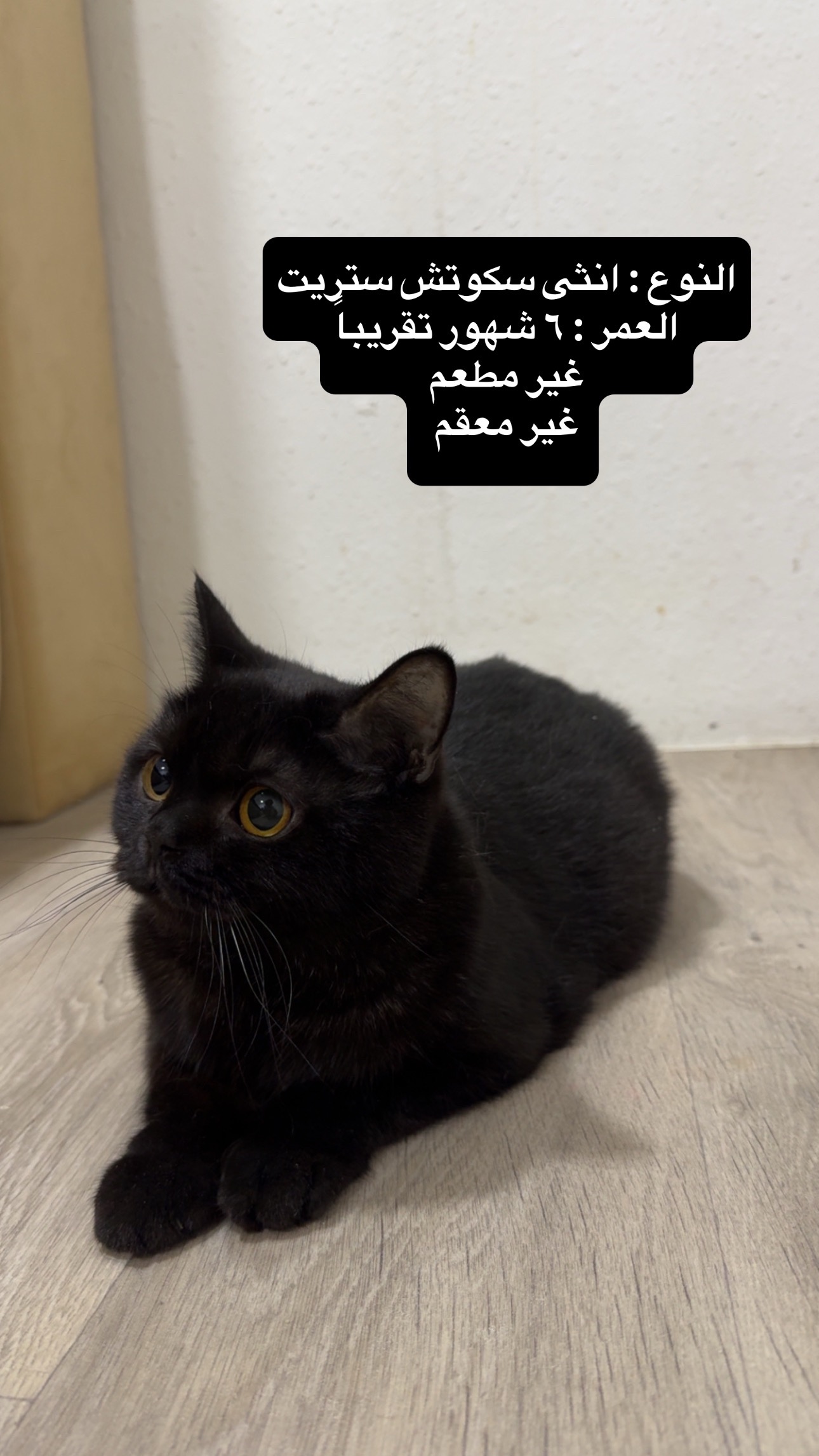 بلاكي