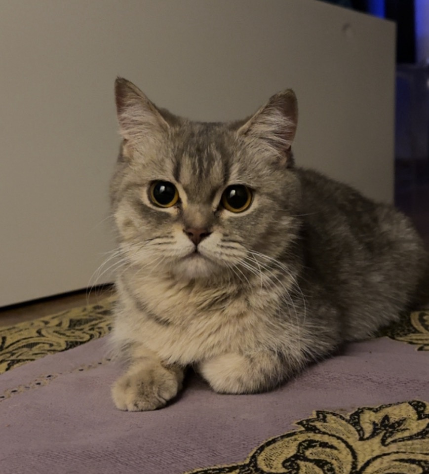 لونا