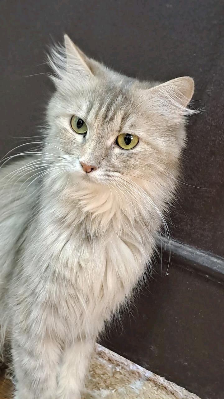 لوسي