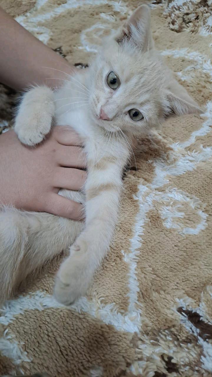 لوسي
