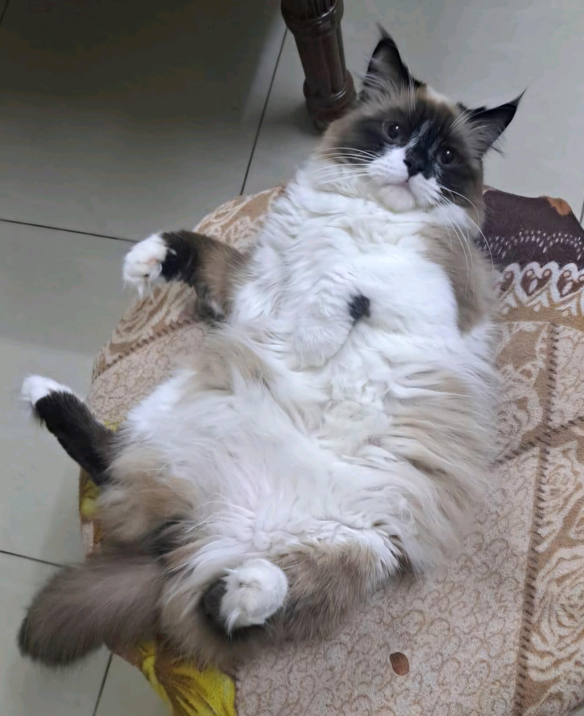 كيري