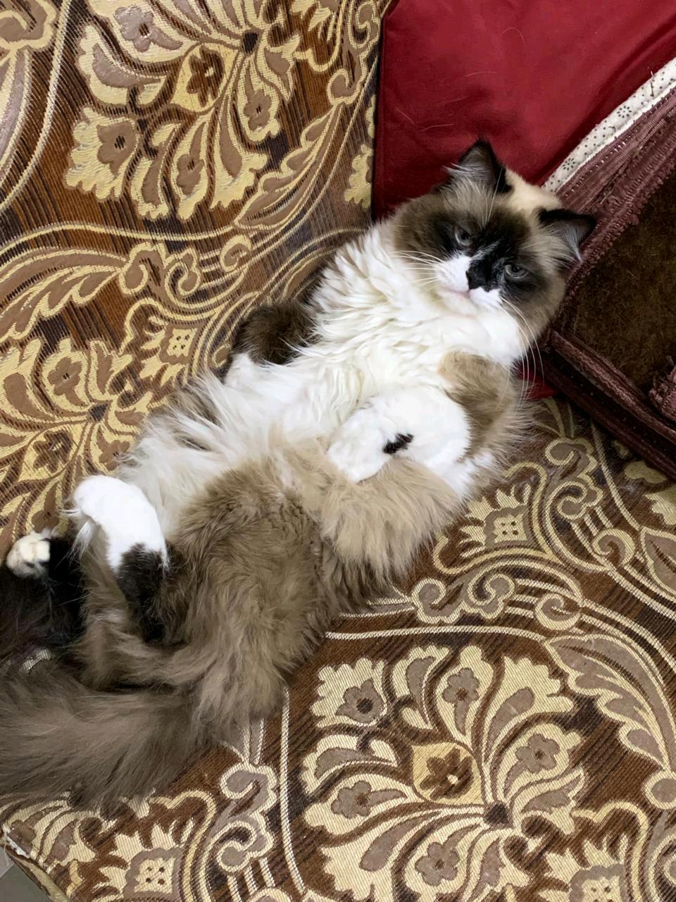 كيري