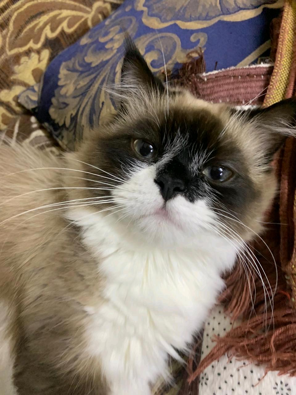 كيري