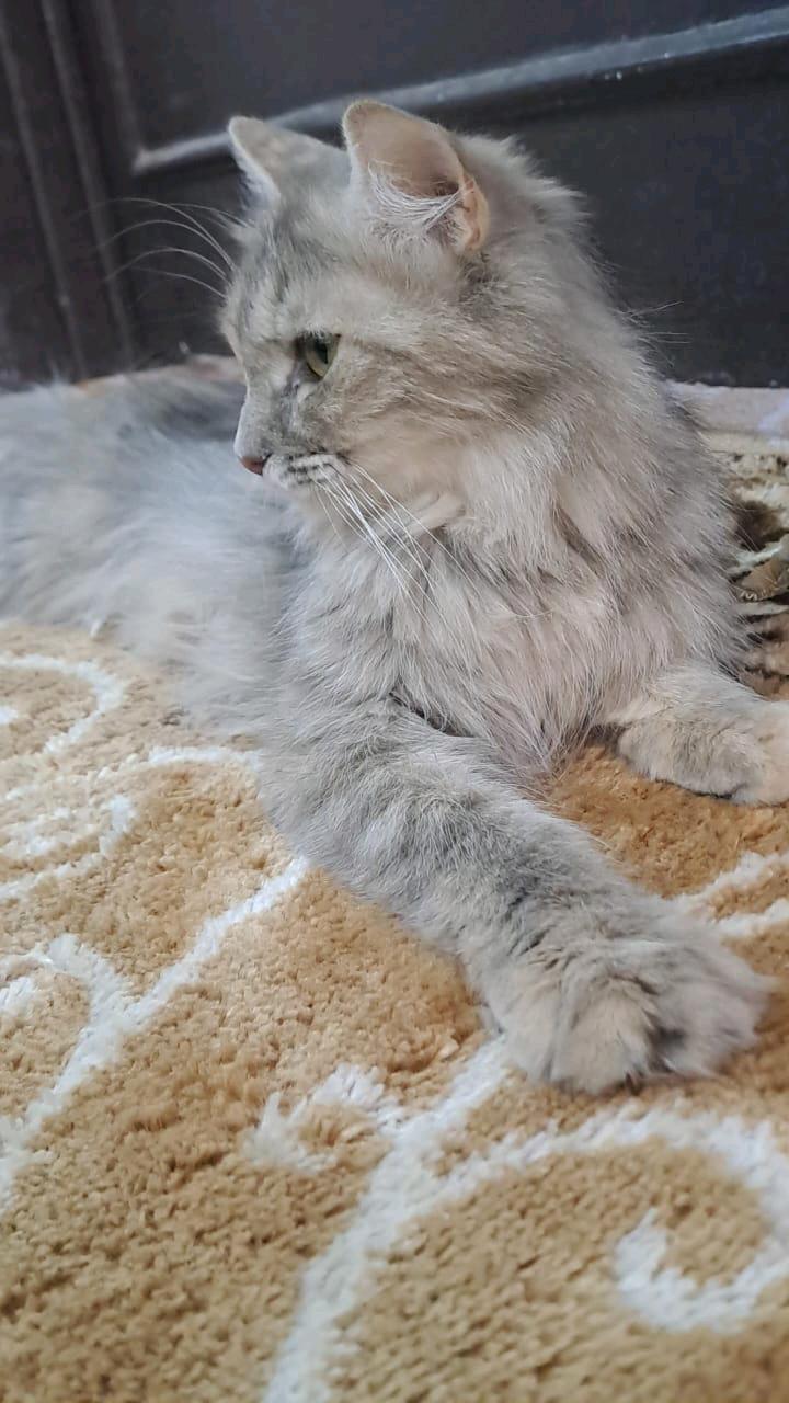 لوسي