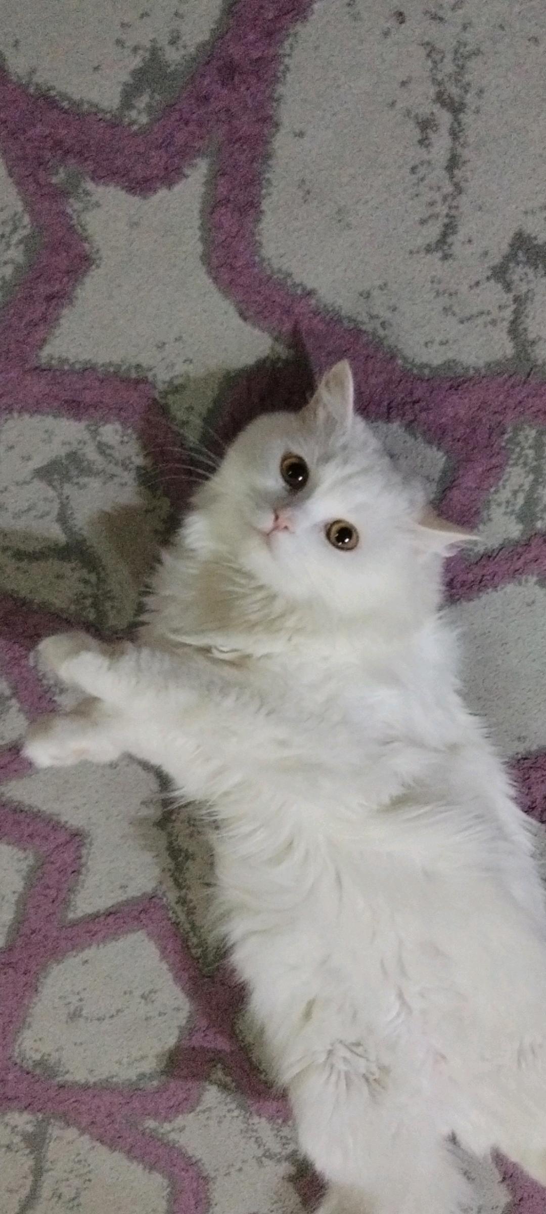 لوسي