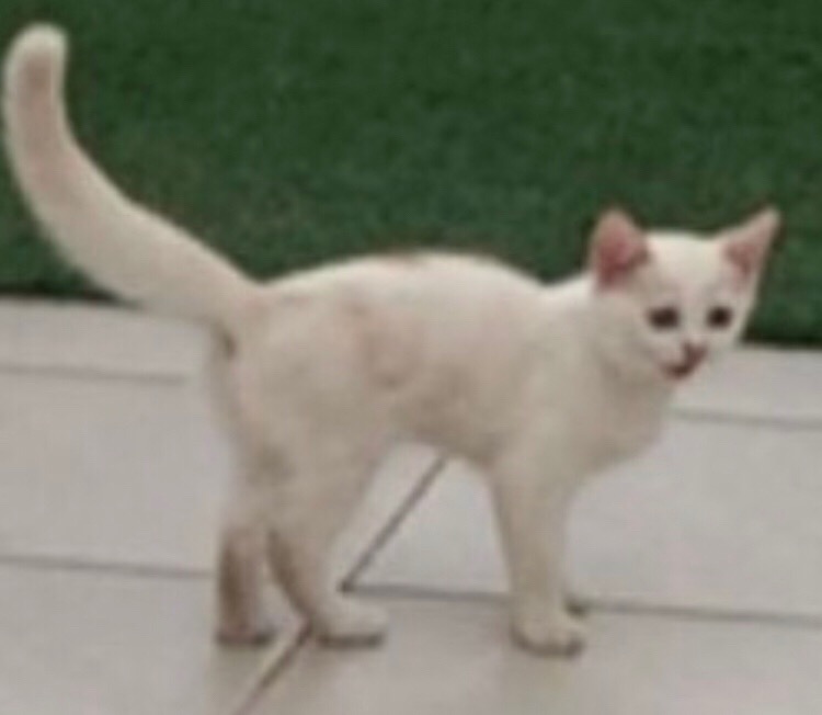 ماشملو