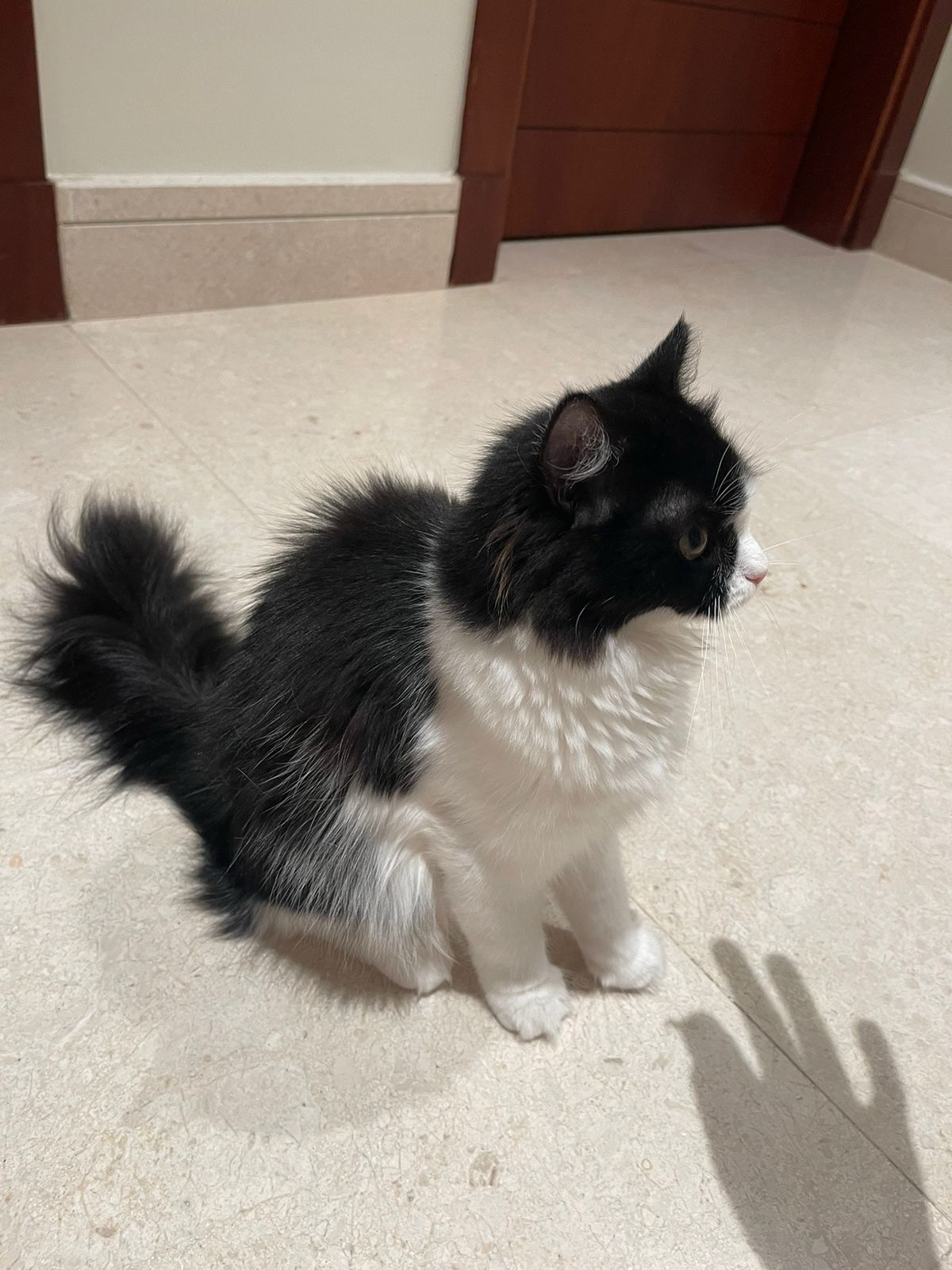 Coco