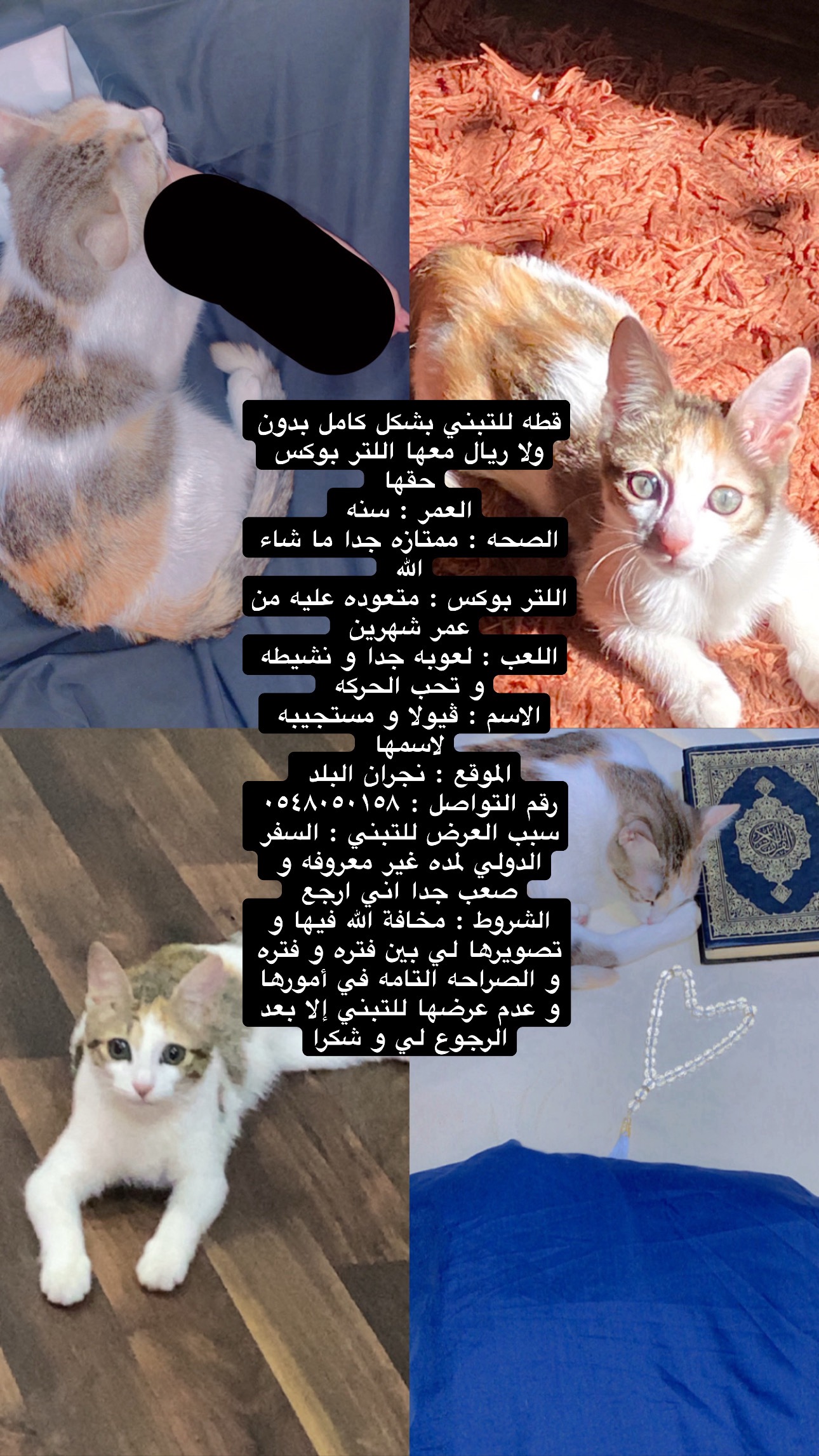 ڤيولا