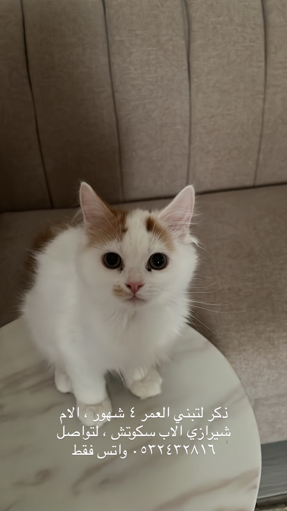 شيرازي