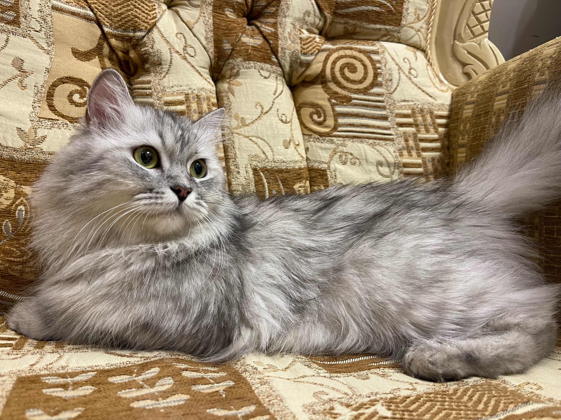لوسي