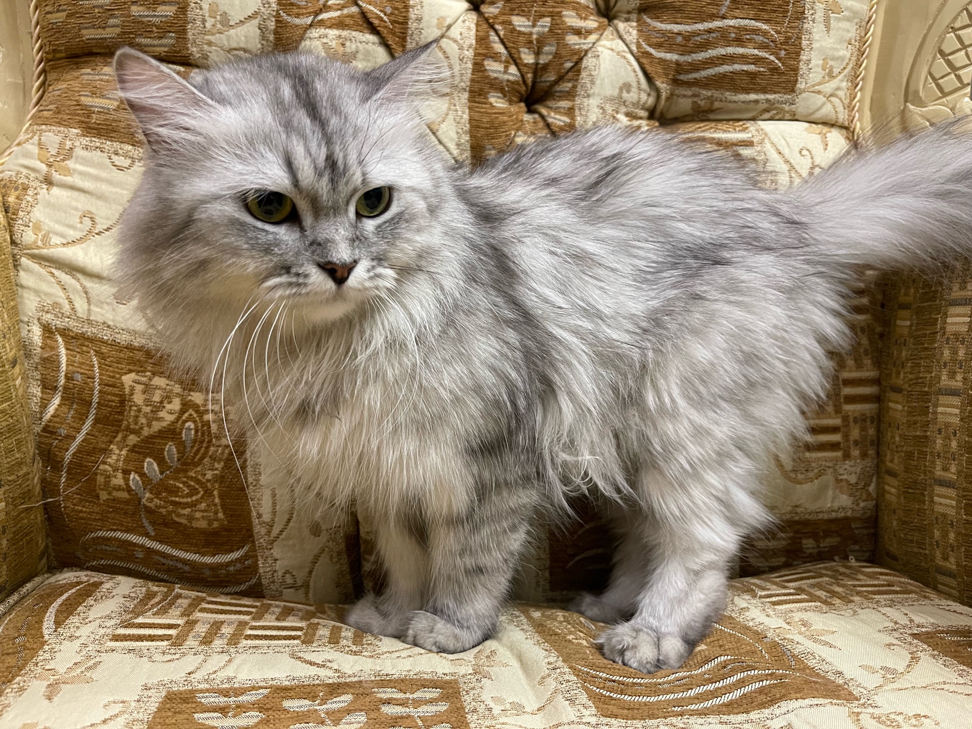 لوسي