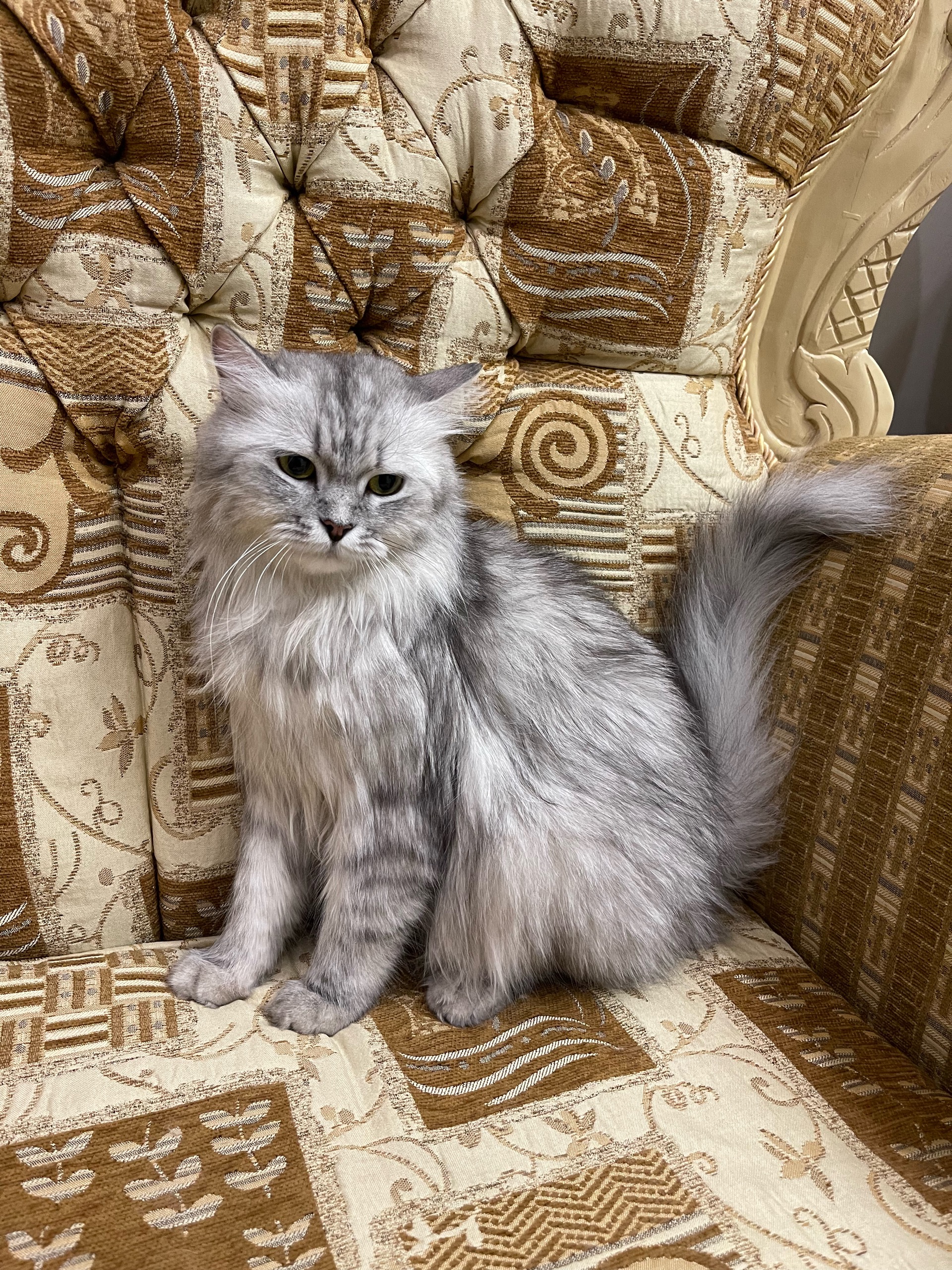 لوسي