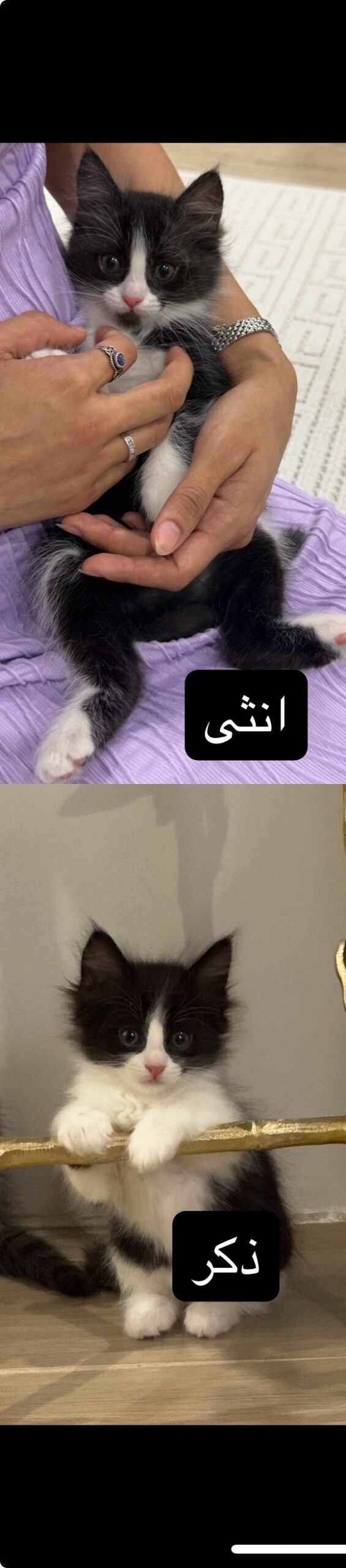 مالهم اسماء