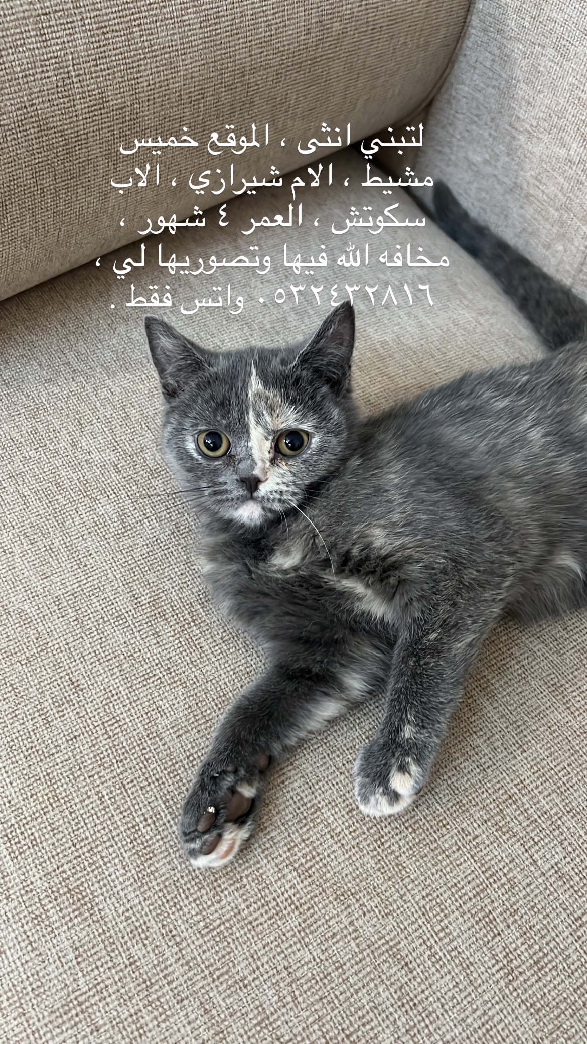 لا يوجد