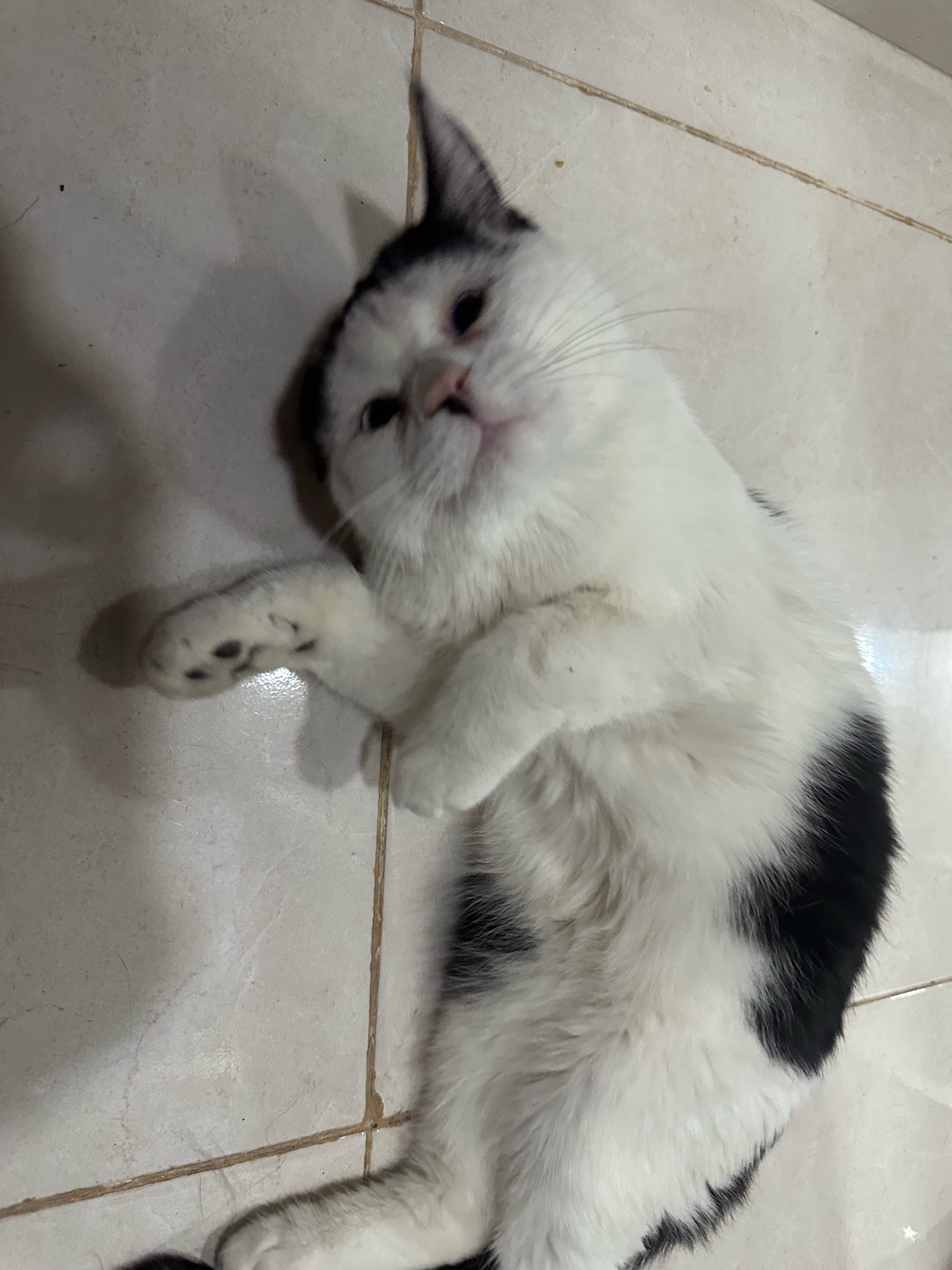 باندا
