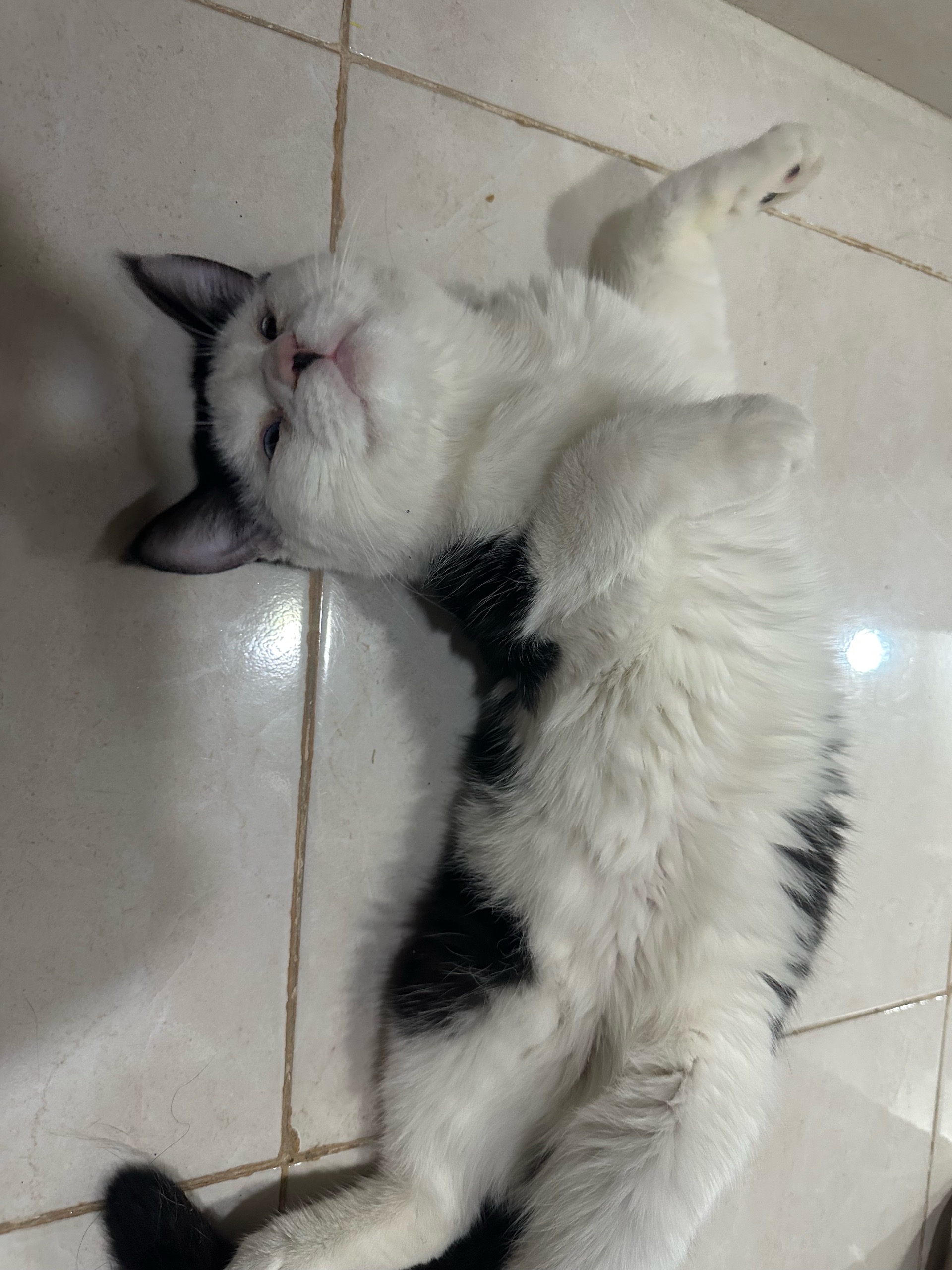 باندا