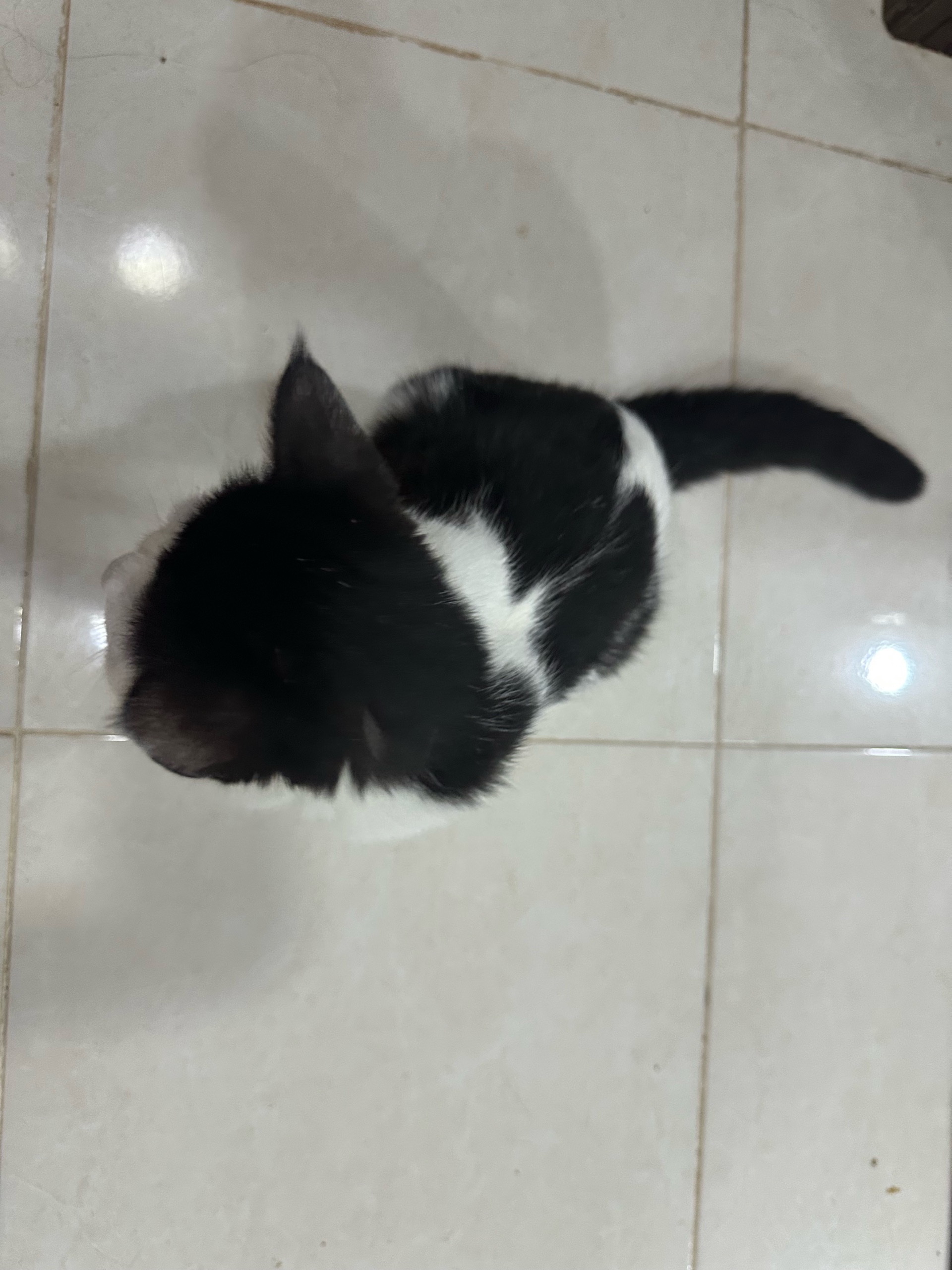 باندا
