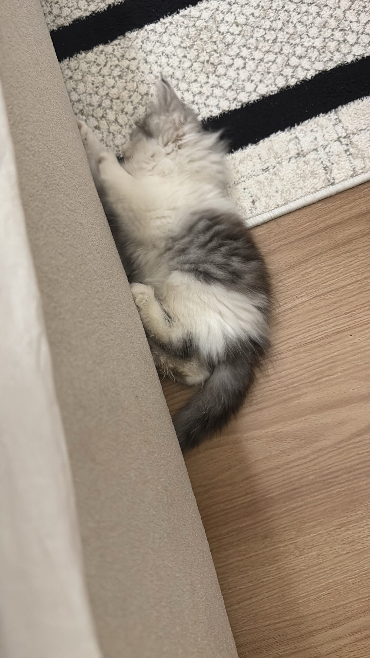 بطبوط