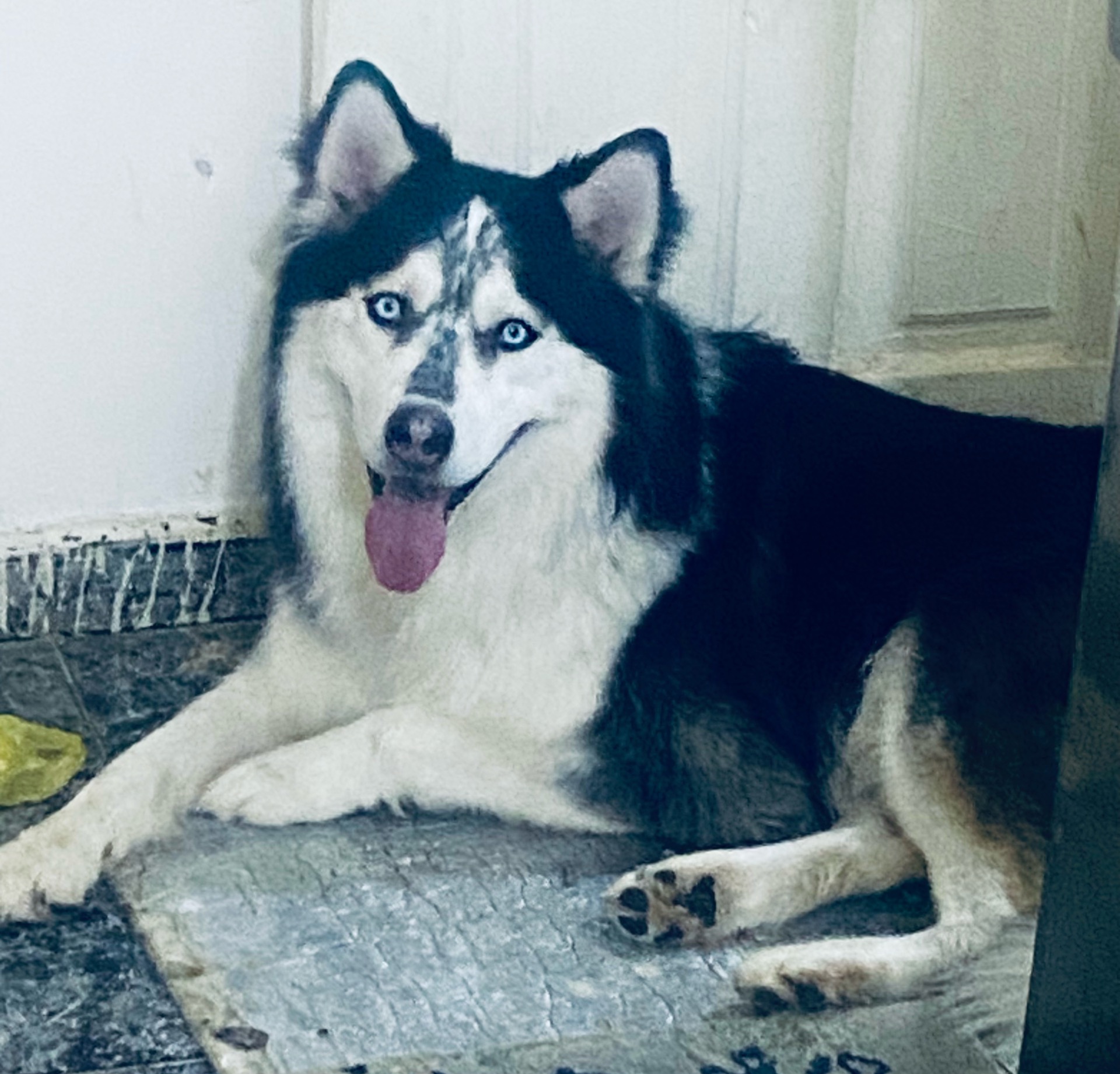 HAsky