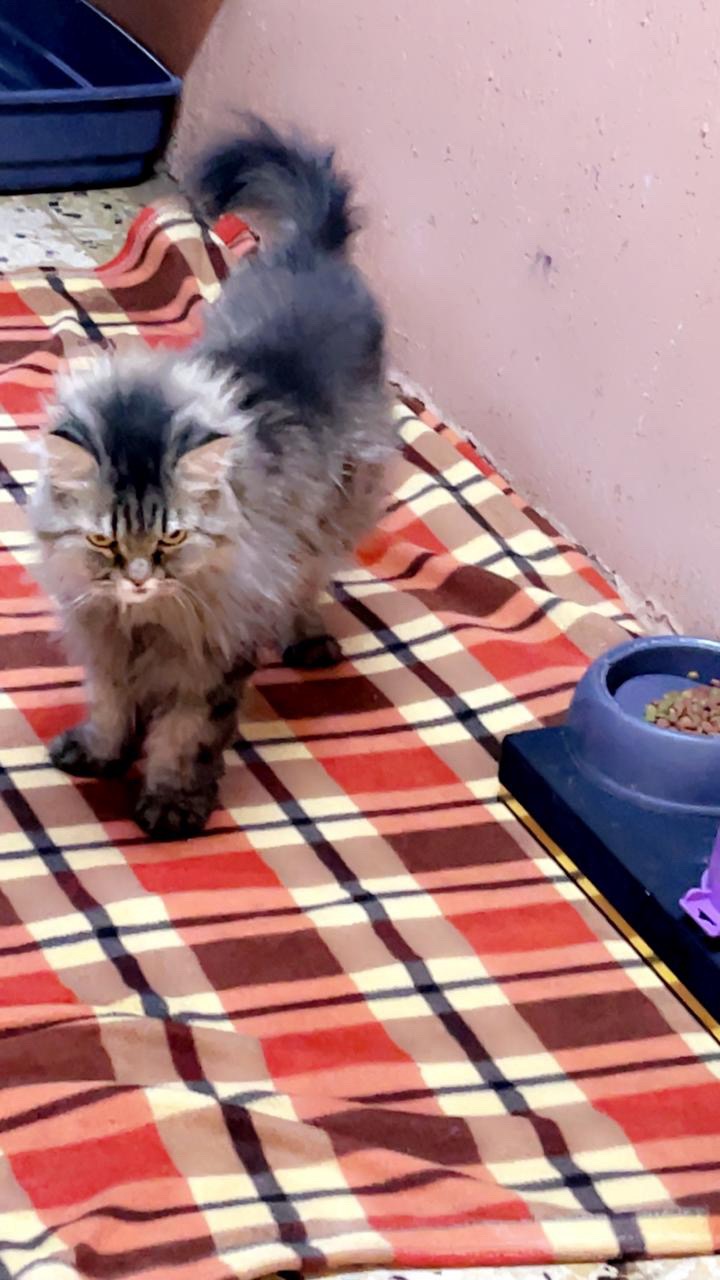 لوسي