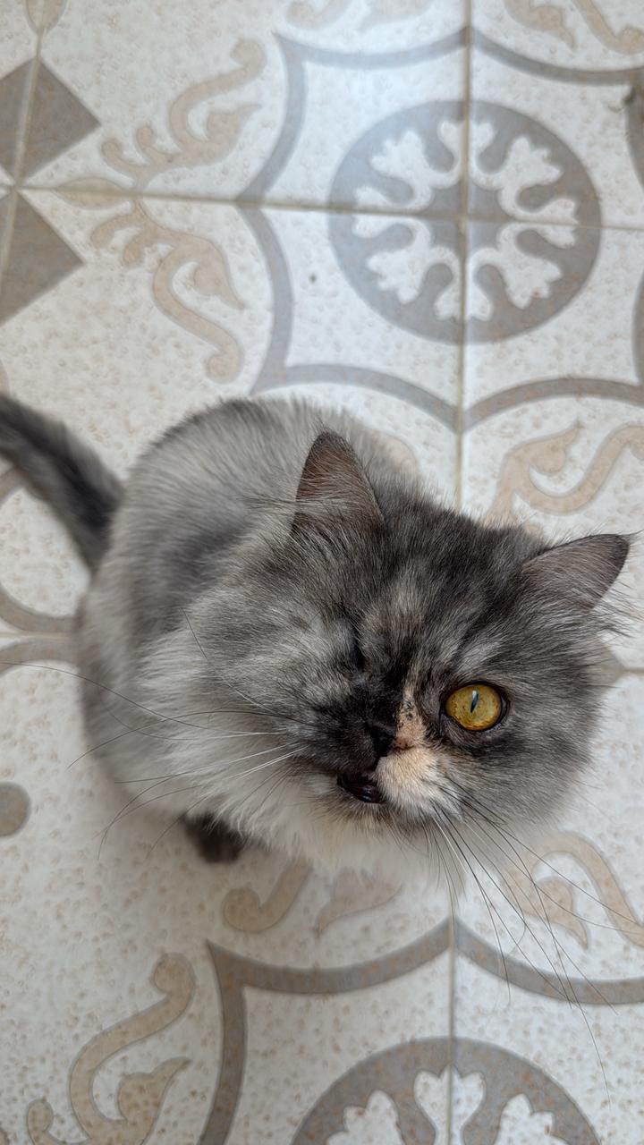 آش