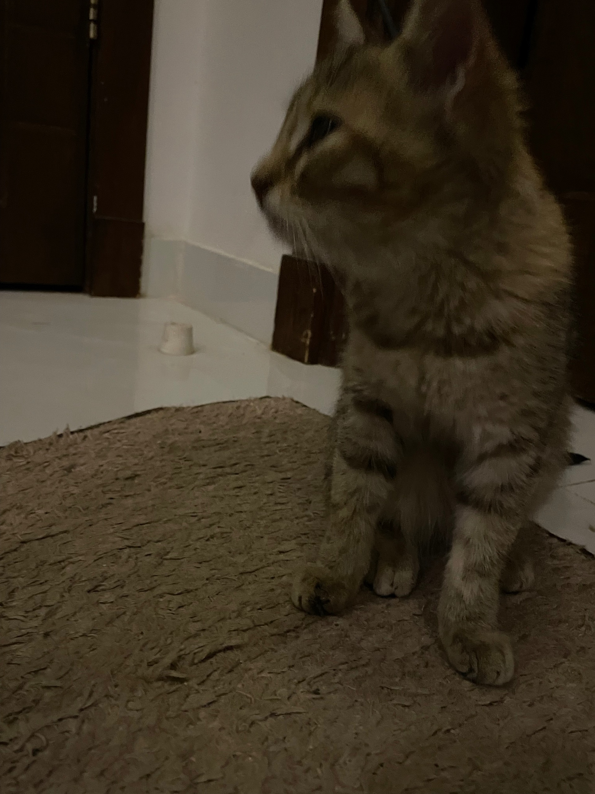 قطة