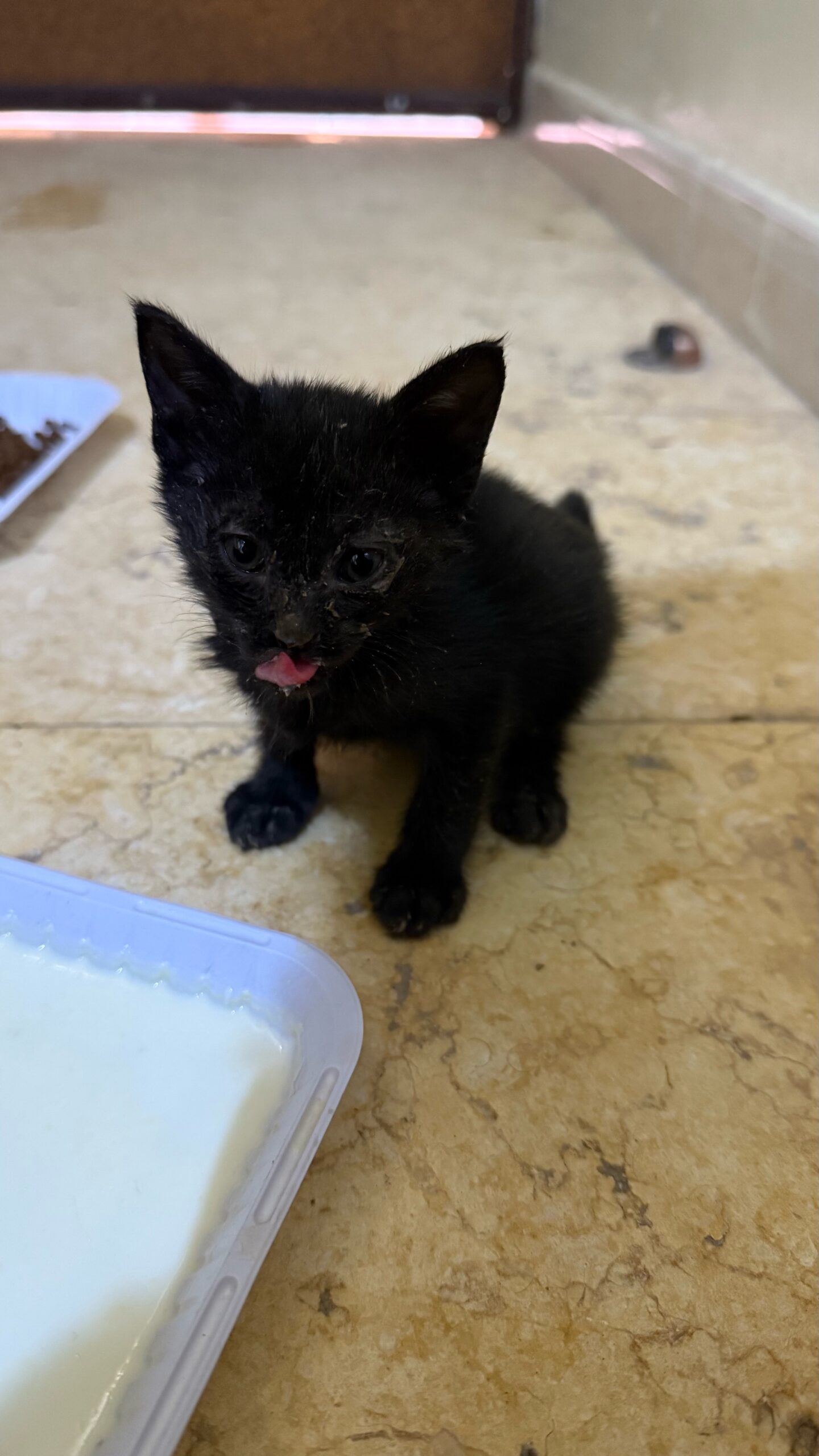 Kitten