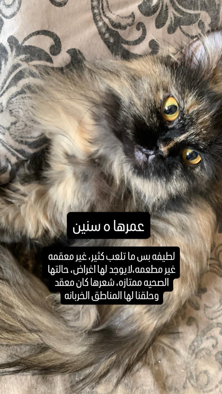 دبه