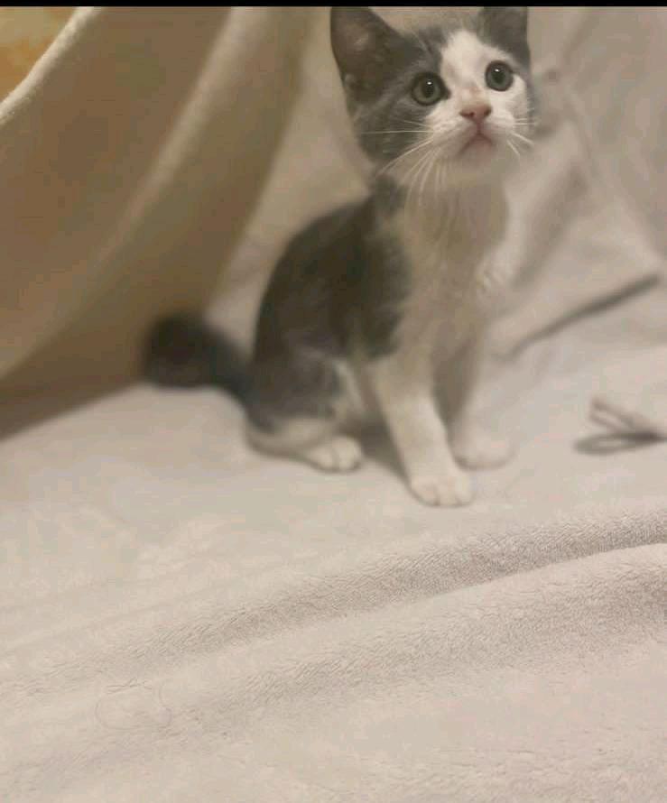 قطط صغيره للتبني