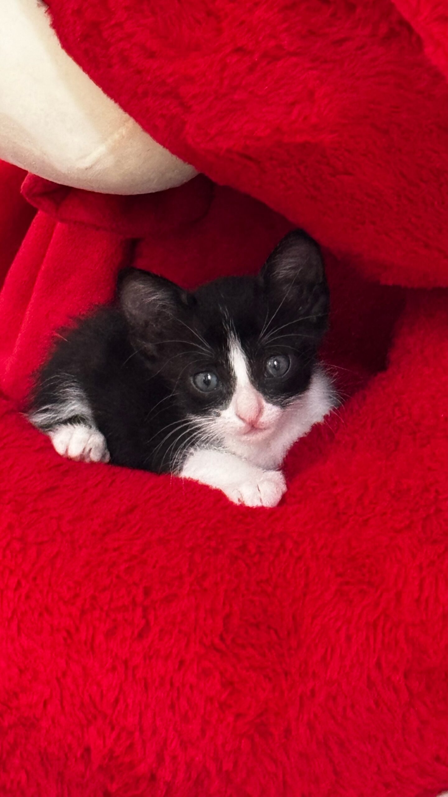 Luna
