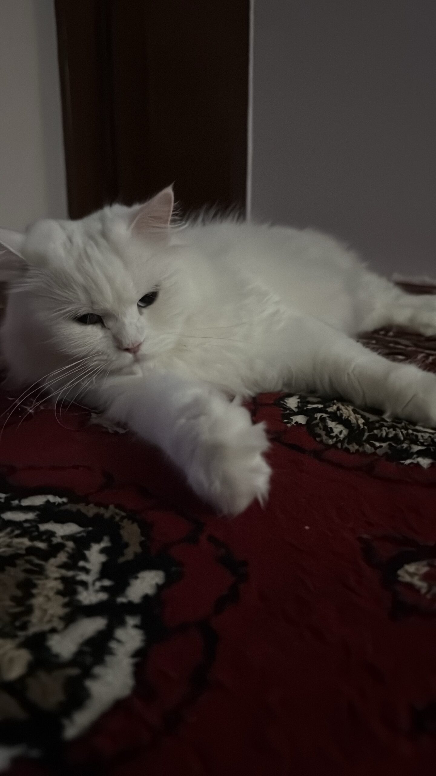 قطنه
