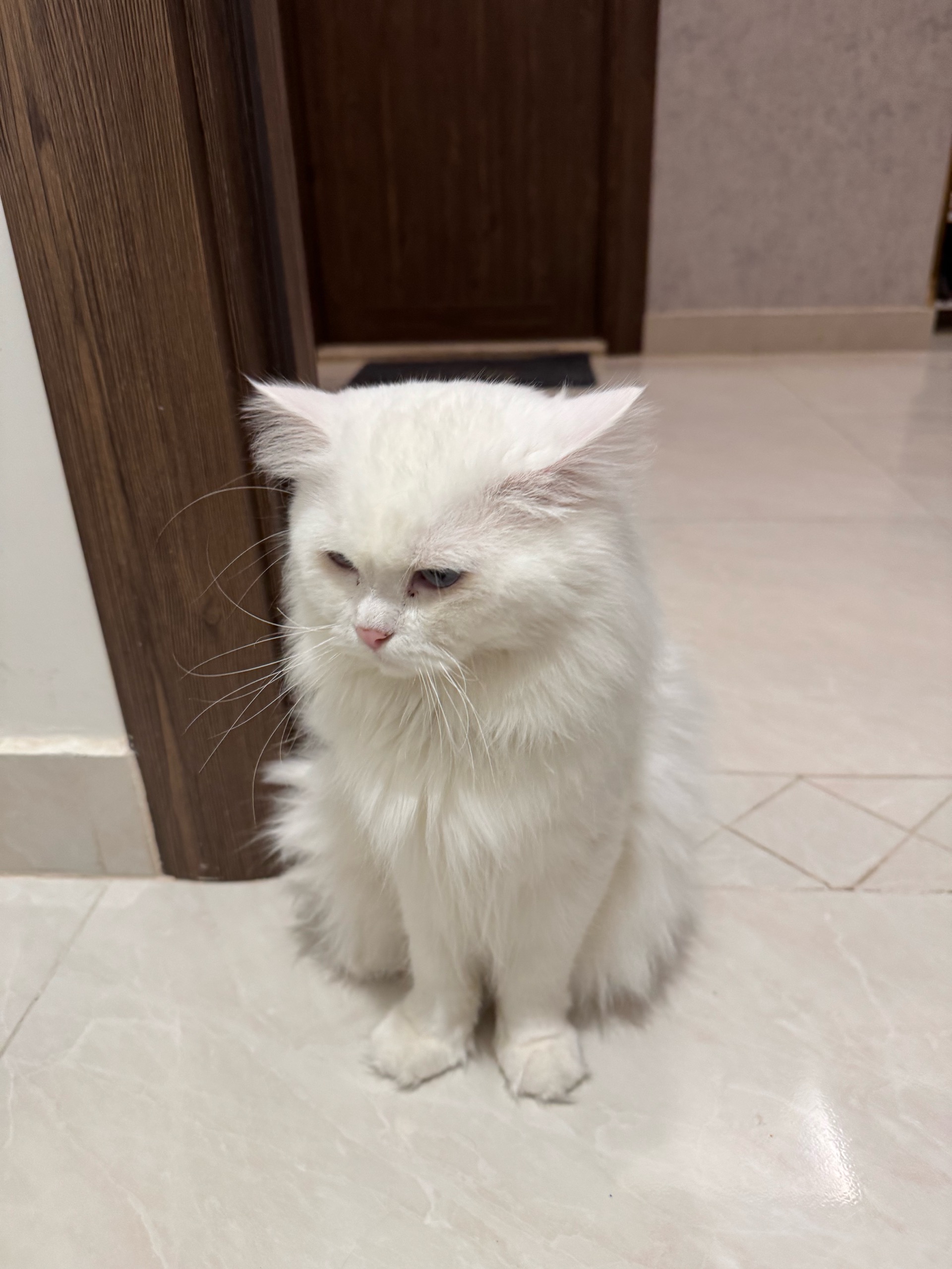 كاسبر